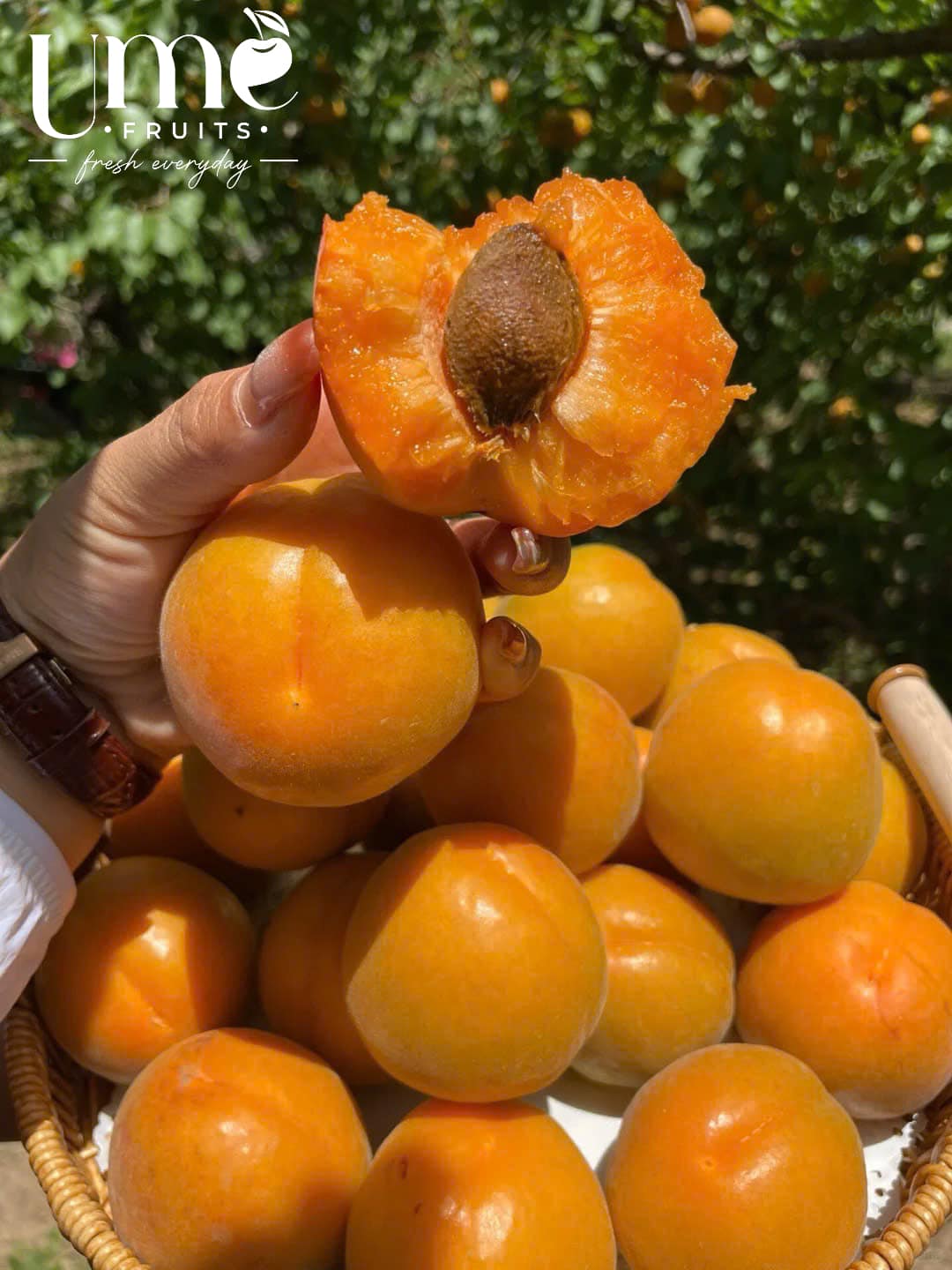 Api Ume Ume Fruits - Trái Cây Tươi Ngon Mỗi Ngày
